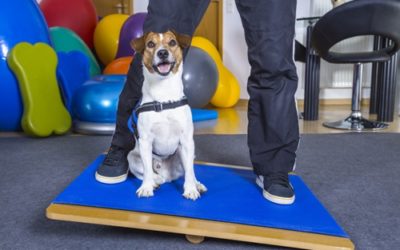 Ausbildung zum/r Hundephysiotherapeuten/in