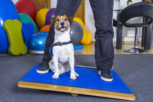 Ausbildung zum/r Hundephysiotherapeuten/in