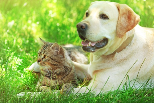 Ausbildung zum/r Tierpsychologen/in für Hunde und Katzen