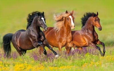 Ausbildung zum/r Tierpsychologen/in für Pferde