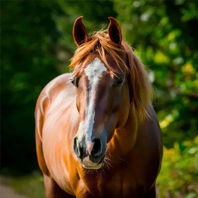 Mein Pferd ist krank -was ist zu bedenken? | Westernhorse Juni 2017