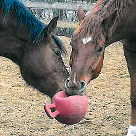 Mein Pferd ist krank -was ist zu bedenken? | Westernhorse Juni 2017