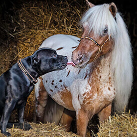 Bedingungslose Liebe