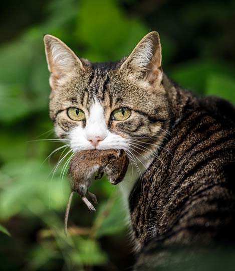 Ausschlussdiät – Leichter gesagt als getan?! | tierisch geheilt 6/2020