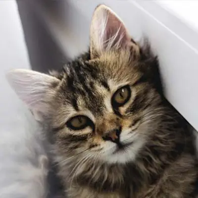 Die „Feline Grimace Pain Scale“ | tierisch geheilt 3/2021