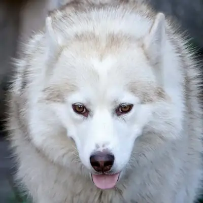 Ehrlichiose beim Hund (CME) | Tiernaturgesund – Spezial | 2/2026