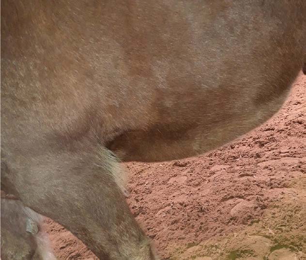 Pferd mit Bauchödem