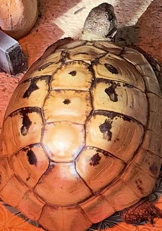Landschildkröte mit feuchtem Panzer