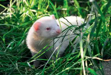Helles Frettchen im Gras