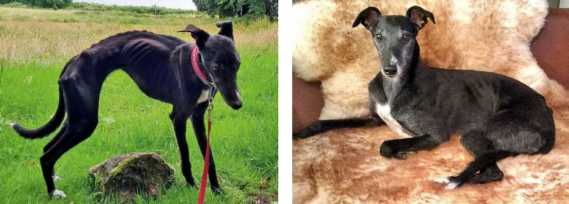 Whippet-Hündin vor und nach der Behandlung