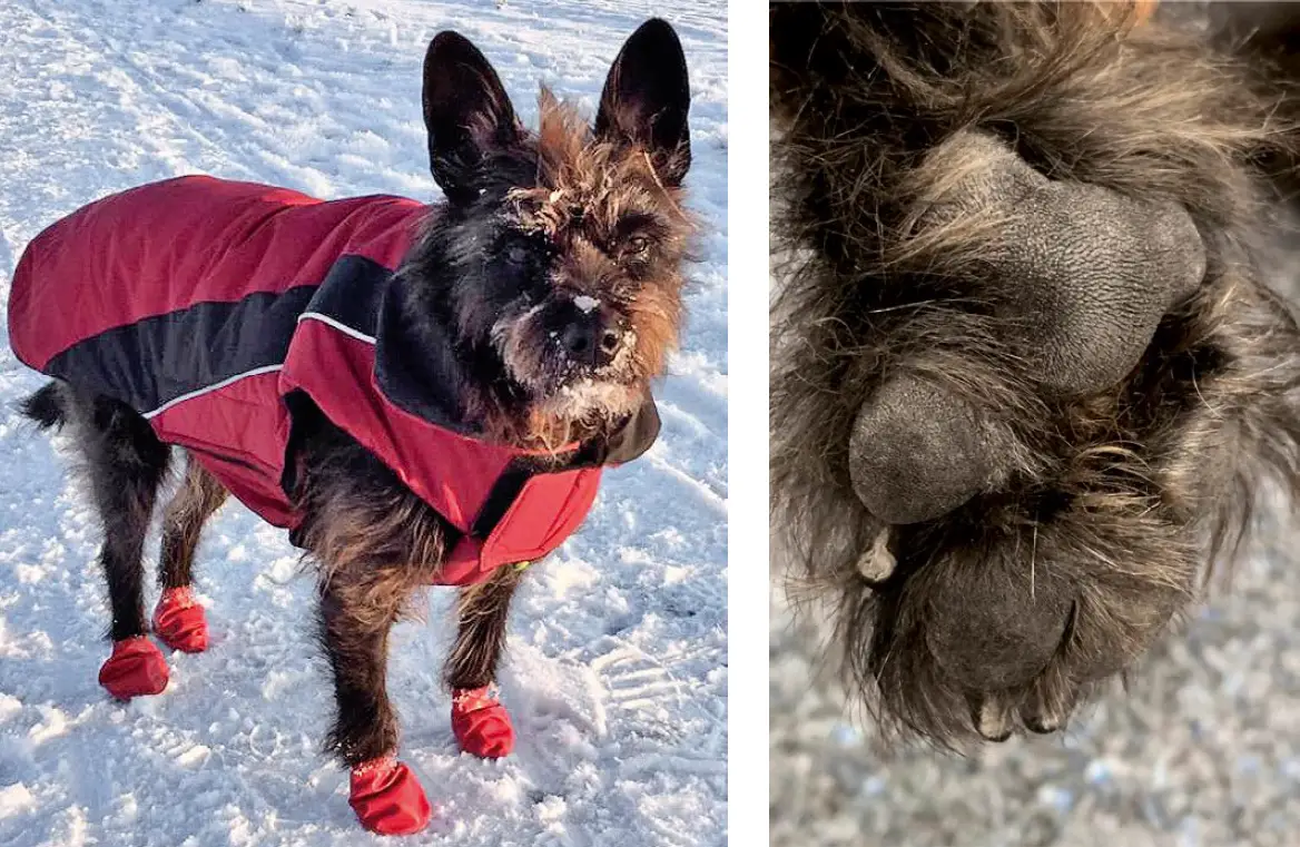 Hund mit Hundesocken im Schnee
