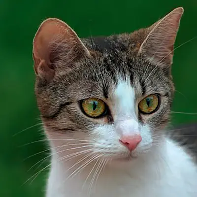 Katze