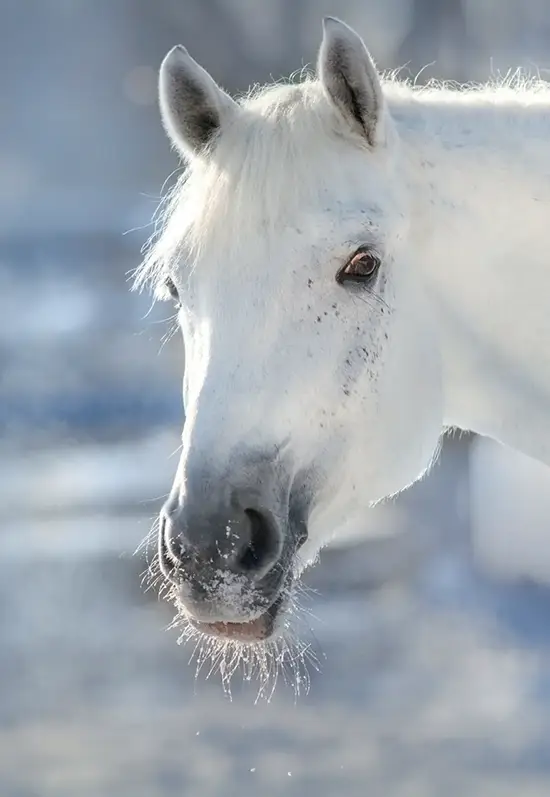 Schimmel im Schnee
