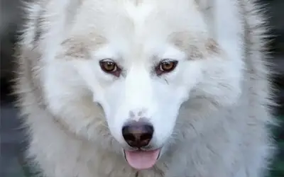 Ehrlichiose beim Hund (CME) | Tiernaturgesund – Spezial | 2/2026